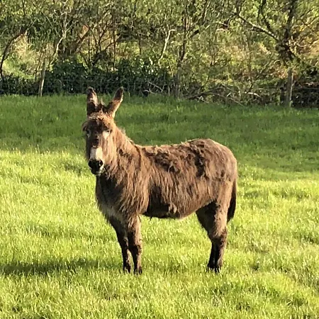 بيت للعطل Thistledown - - Crossmolina - County Mayo - Sleeps 8 - Sister To Inglewood بالينا